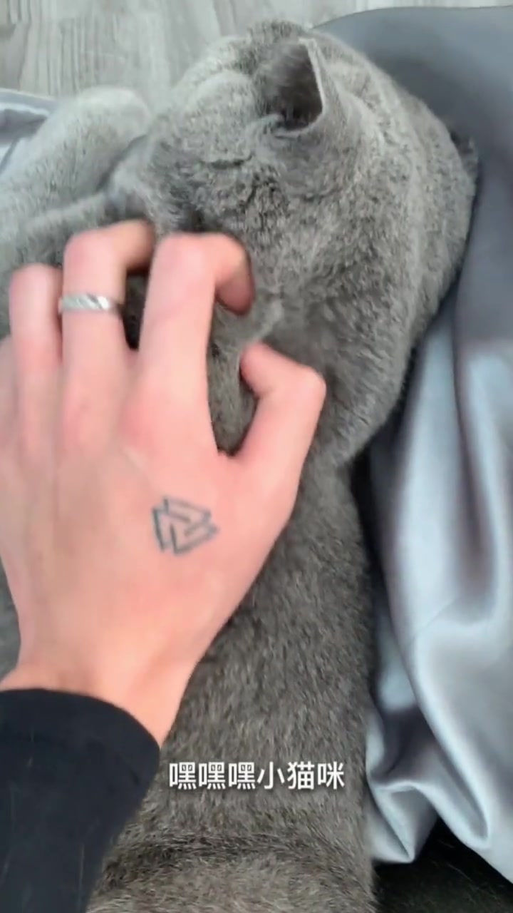 猫咪咬主人的手指,接下来主人的一番话,猫咪瞬间变怂!