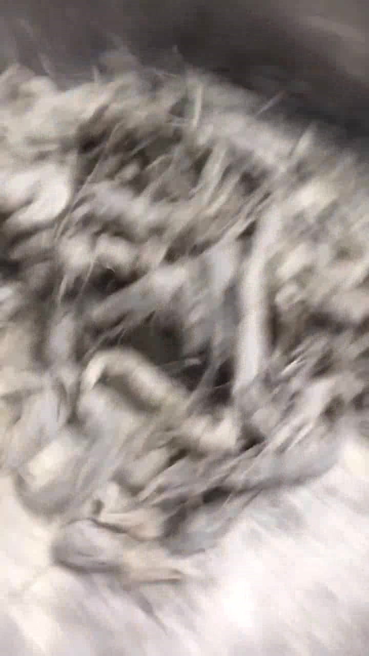 香炸小河虾,简单的做法,裹上干淀粉过油炸,口感酥脆!
