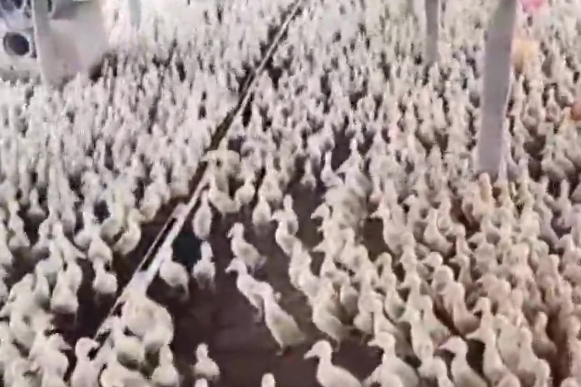 【万只鸭子排队等吃饭,还能听指令调整队形】河南开封,一段“鸭子军”排队吃饭的视频在网络上走