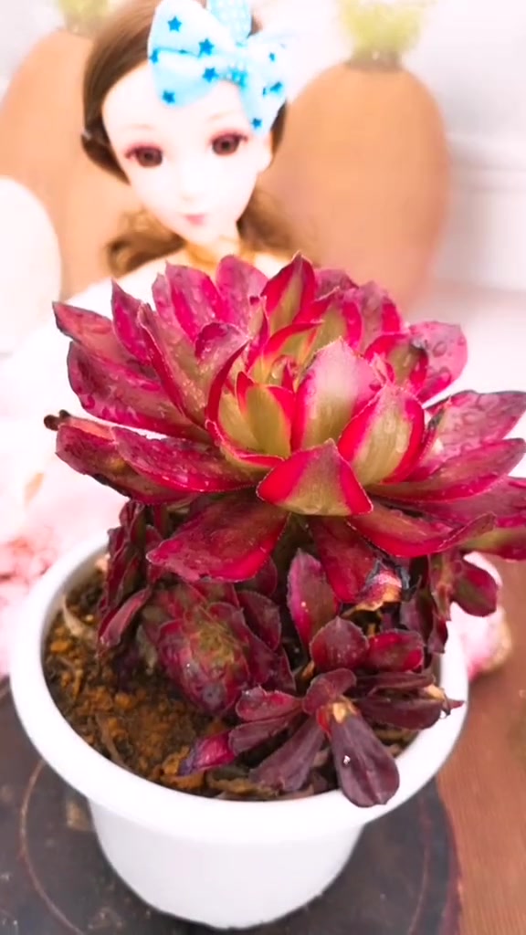 云南多肉植物红覆轮锦