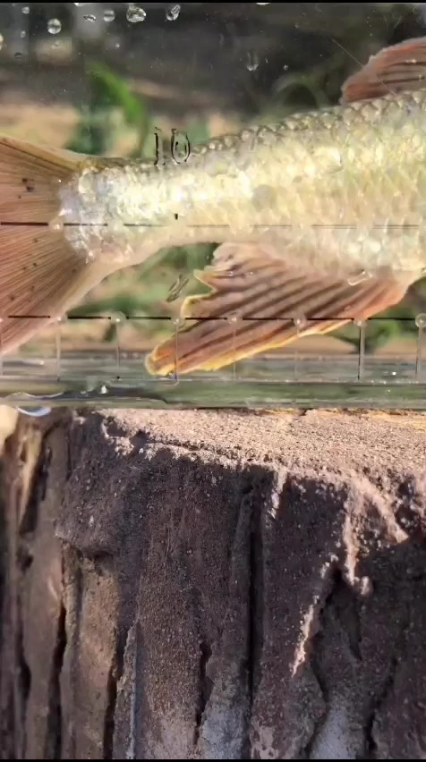 飞蝇钓法:野钓名贵稀有桃花鱼,它是泉水溪流极品鱼类