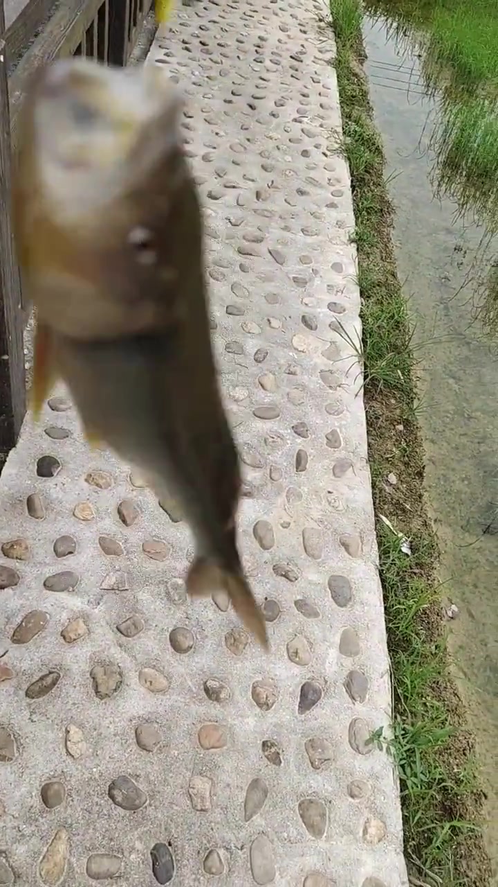 男子小溪流里钓到野生马口鱼,还是彩色的,这鱼烤着很好吃!