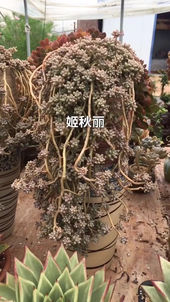 七种最容易养成悬崖老桩的多肉,一盆比一盆美,有你喜欢的吗?