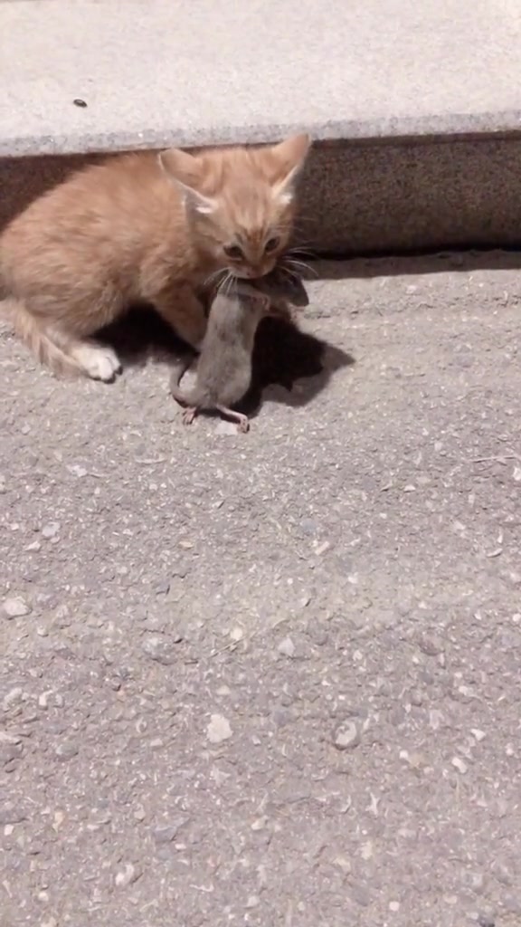 霸气的小奶猫!小小年纪就会抓老鼠,网友:厉害了!