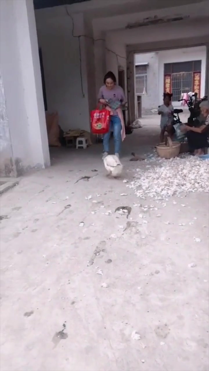 大白鹅:谁让你不经过我允许进我家的,当我看家鹅是白叫的