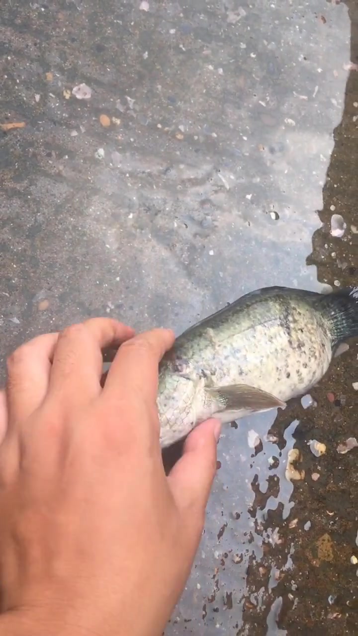 这是啥鱼,真是头一次见,这长相真是太奇特了