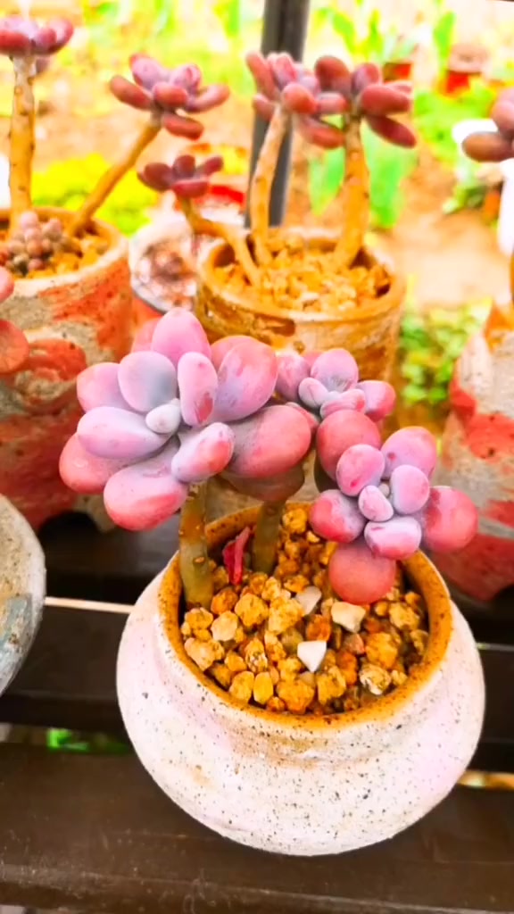 云南多肉植物桃之卵“桃蛋”