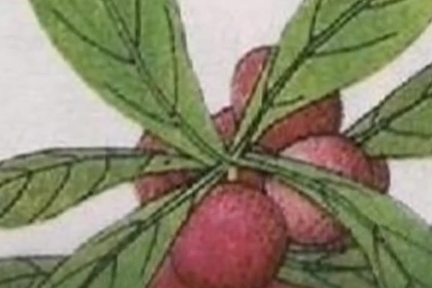 【那些年,被语文书安利过的美食】冰糖葫芦、咸鸭蛋、槐花蜜、烤松鸡等语文课本中的美食“主角”