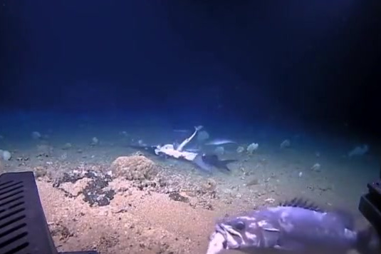 【海洋里的残酷丛林法则!罕见水下画面曝光:鲨鱼吃剑鱼,海鱼吃鲨鱼】美国国家海洋和大气管理局