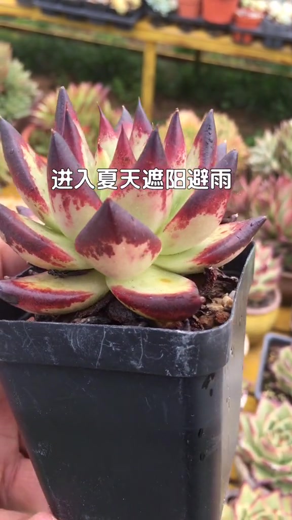 乌木度夏注意事项,记住这几点,多肉越长越美丽!