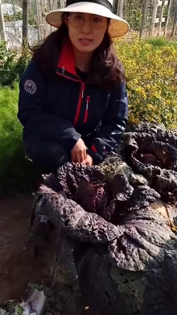 紫色大白菜贵不怕,自己种好吃好看还营养丰富,不是转基因