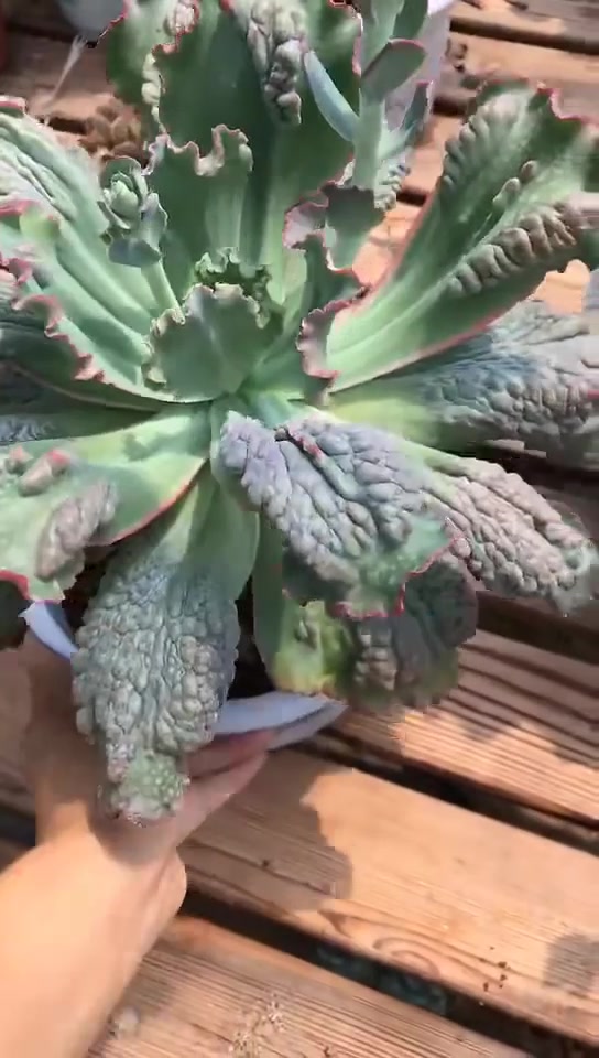 第一眼看貌似一颗大白菜,细看有着非常独特叶片,它是多肉叫狂澜