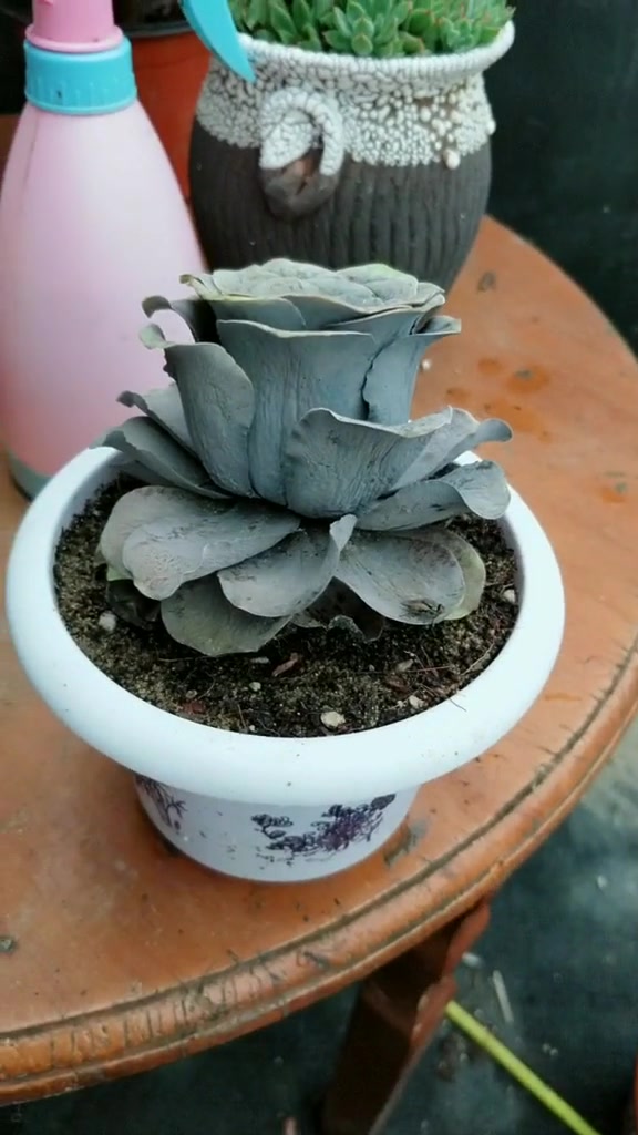 多肉植物新品种,黑玫瑰的夏季日常养护