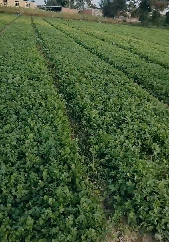 农机又出新神器,自动捆把香菜收割机,马上开割!