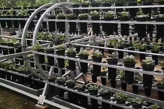 【这里的植物没有土壤,长在“空中”,或成乡村振兴“新引擎”】在湖北赤壁市车埠镇小罗湖田园综