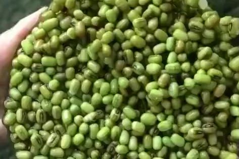 【自制绿豆雪糕】软糯不硬,做法简单又好吃,美食get√