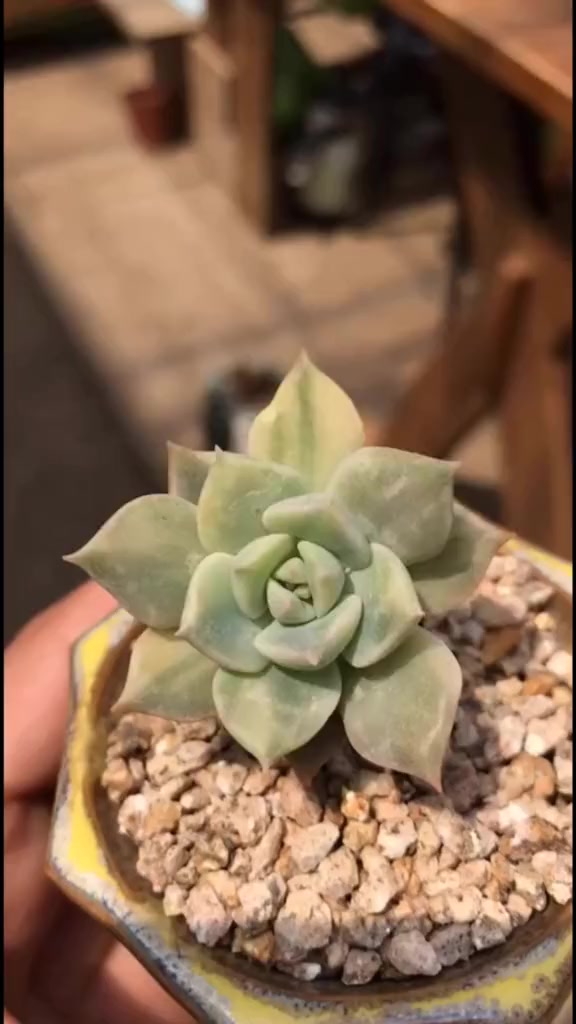 多肉夏必死,买一盆死一盆,新手小白别忽视!