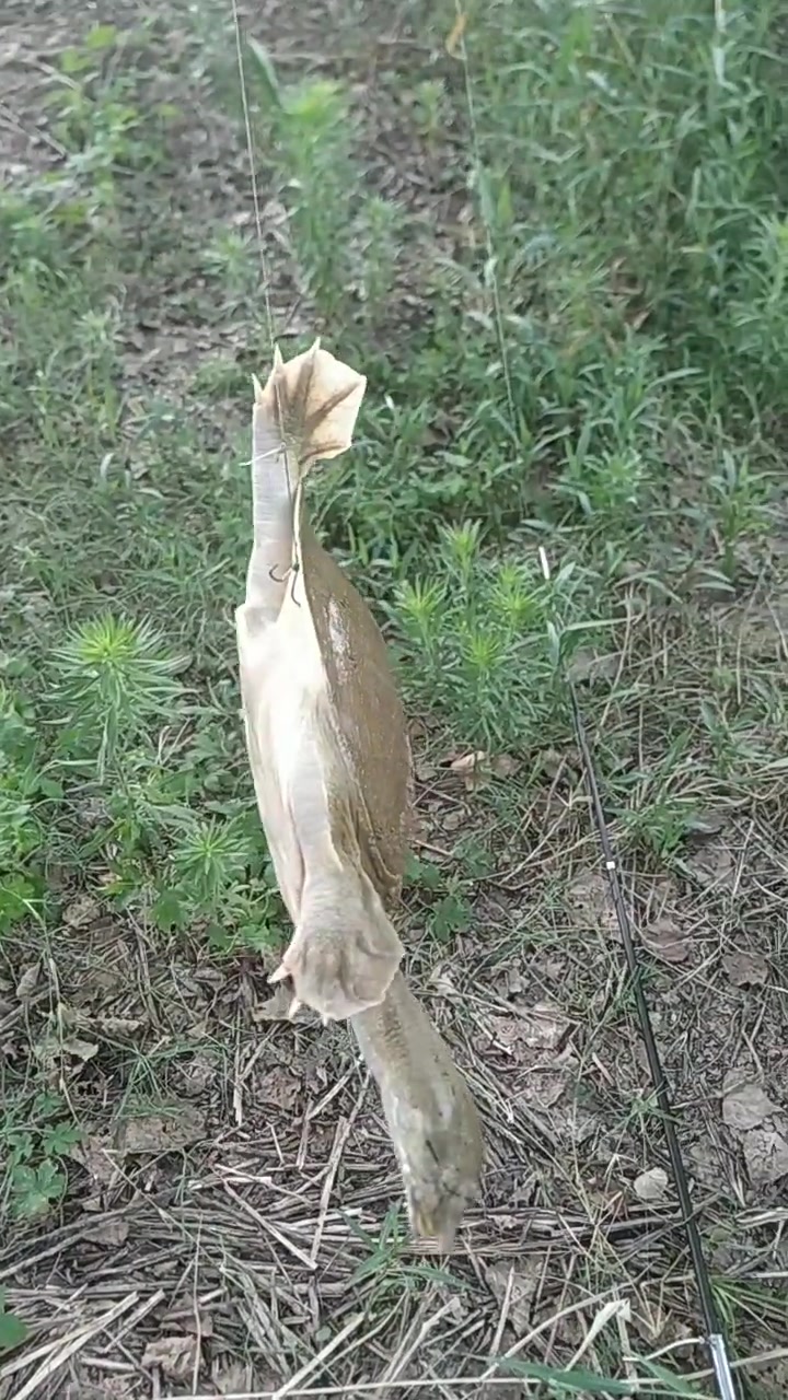 男子在河里钓到野生大甲鱼,看着有三四斤,回家能大吃一顿了!