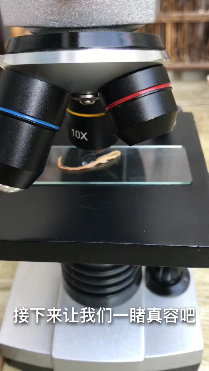 小龙虾的虾线为啥不能吃?用显微镜放大后,看清楚啦