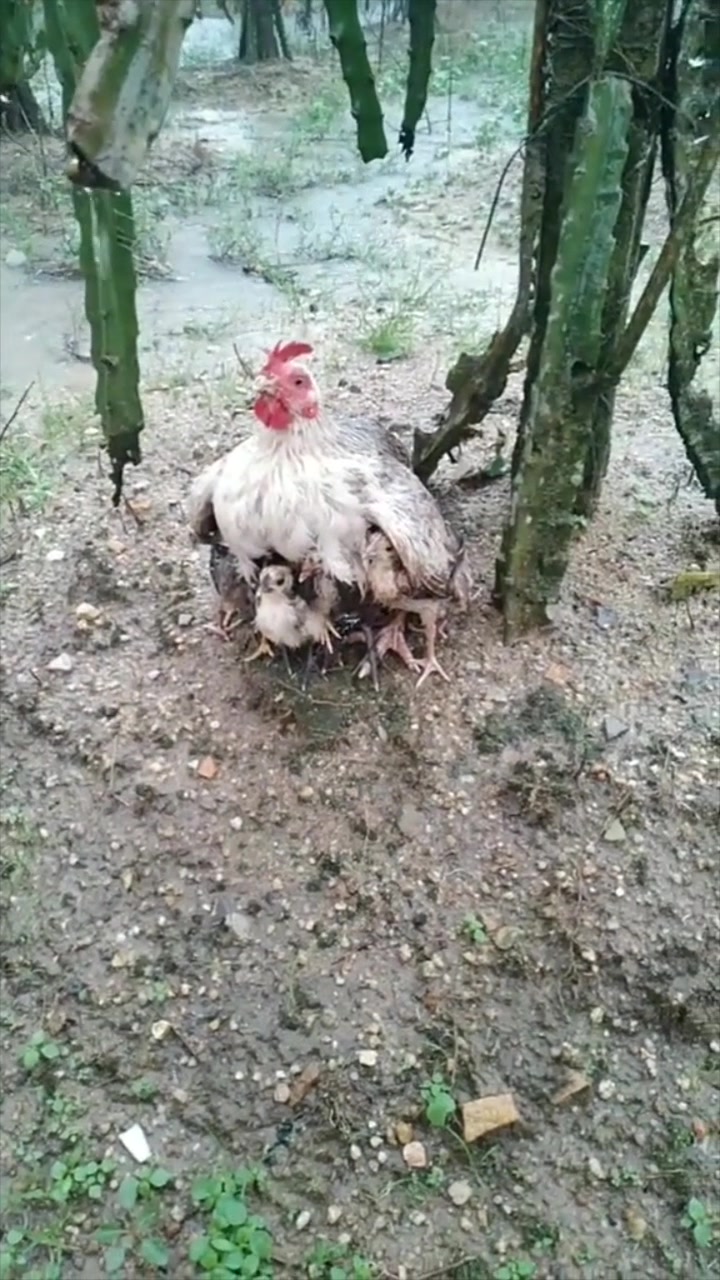 鸡妈妈张开翅膀为孩子们遮风挡雨,自己却全身湿透,好感人