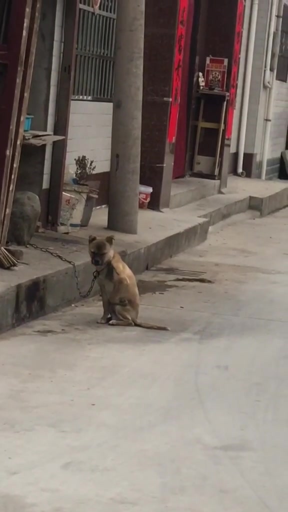 这是一只有故事的单身狗,网友:像极了我们!