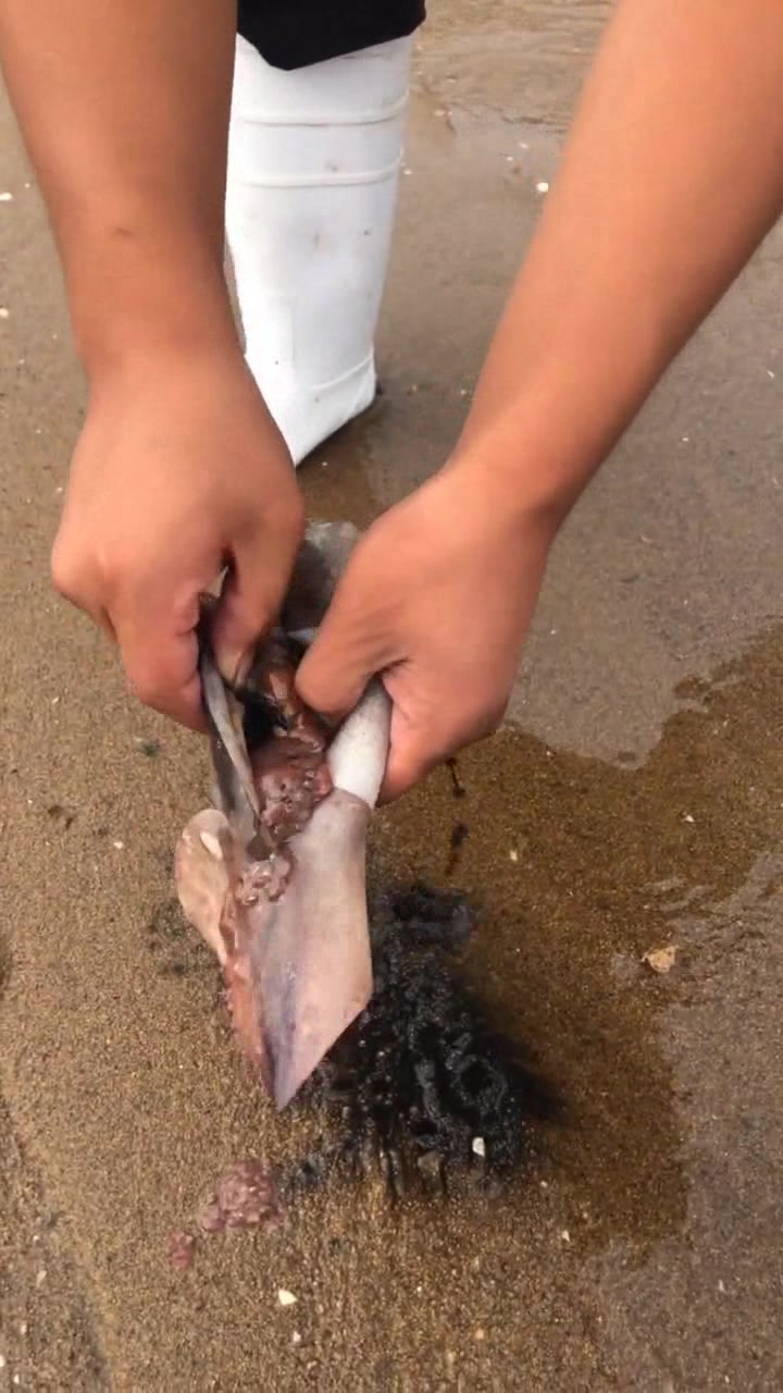 大哥在海边解剖鱿鱼,内部构造居然长这样,还是头一次见呢!