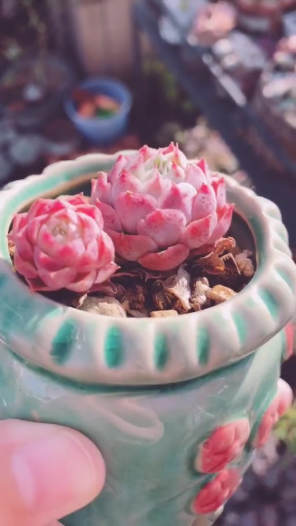 很袖珍的多肉朱砂痣双头,把我萌坏了