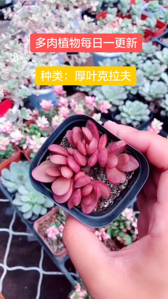 多肉植物,今天带大家看看厚叶克拉夫