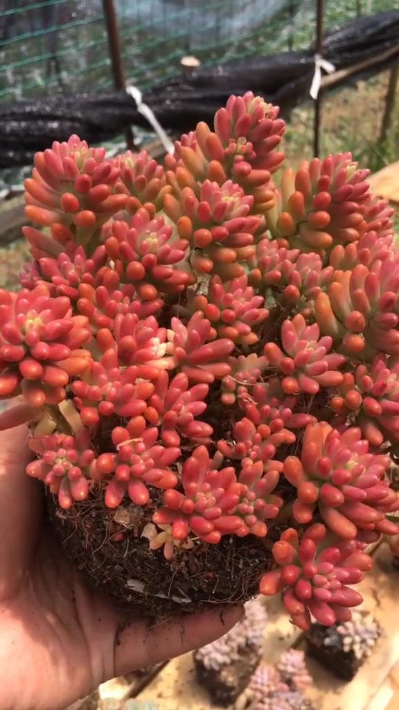 多肉老桩,适合新手的多肉普货老桩,这些你都有吗?