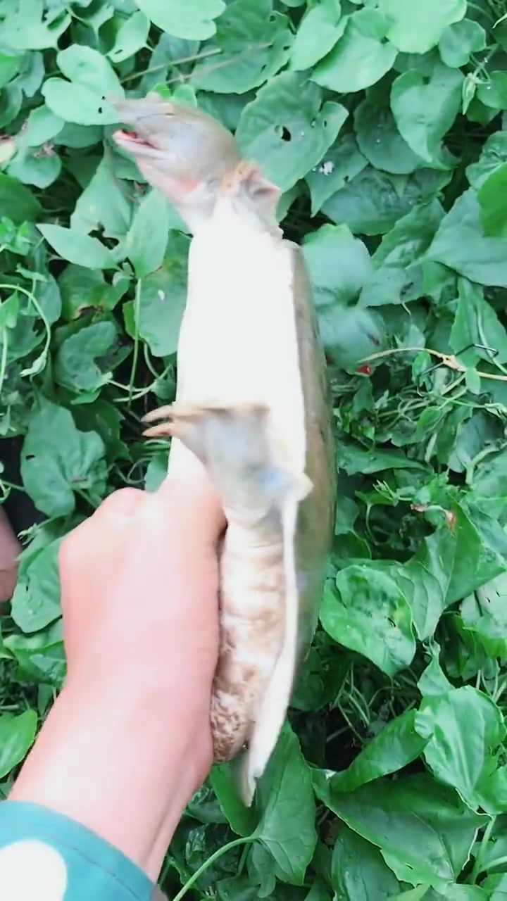男子河里钓到野生大甲鱼,看着有两斤多,回家就给媳妇炖汤!