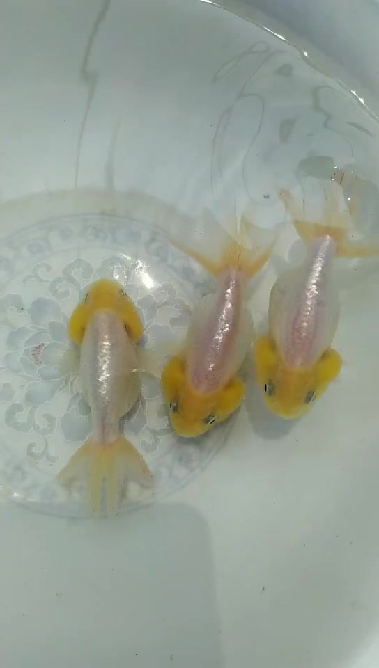 观赏金鱼菠萝猫狮