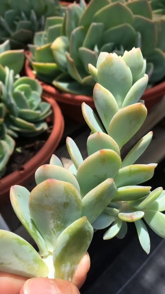 多肉花剑剪掉后你都扔了吗?花剑竟然还能叶插!