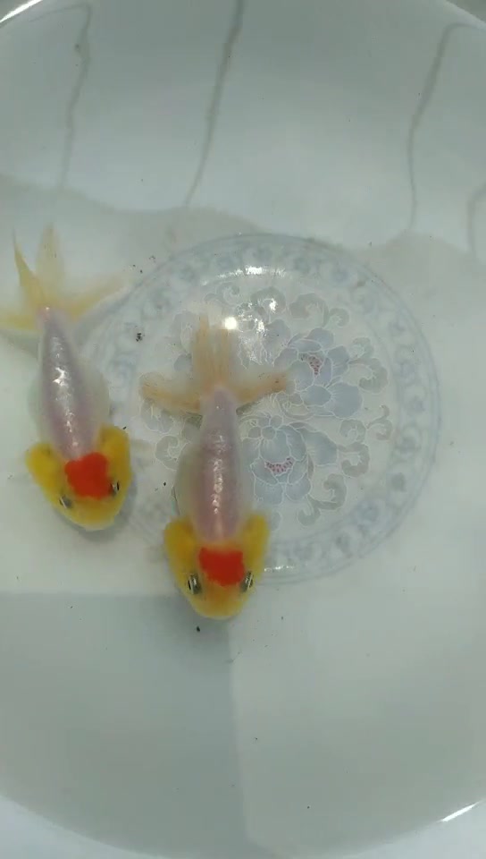 观赏金鱼红顶猫狮