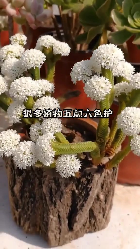 新娘子手捧花,你也可以拥有