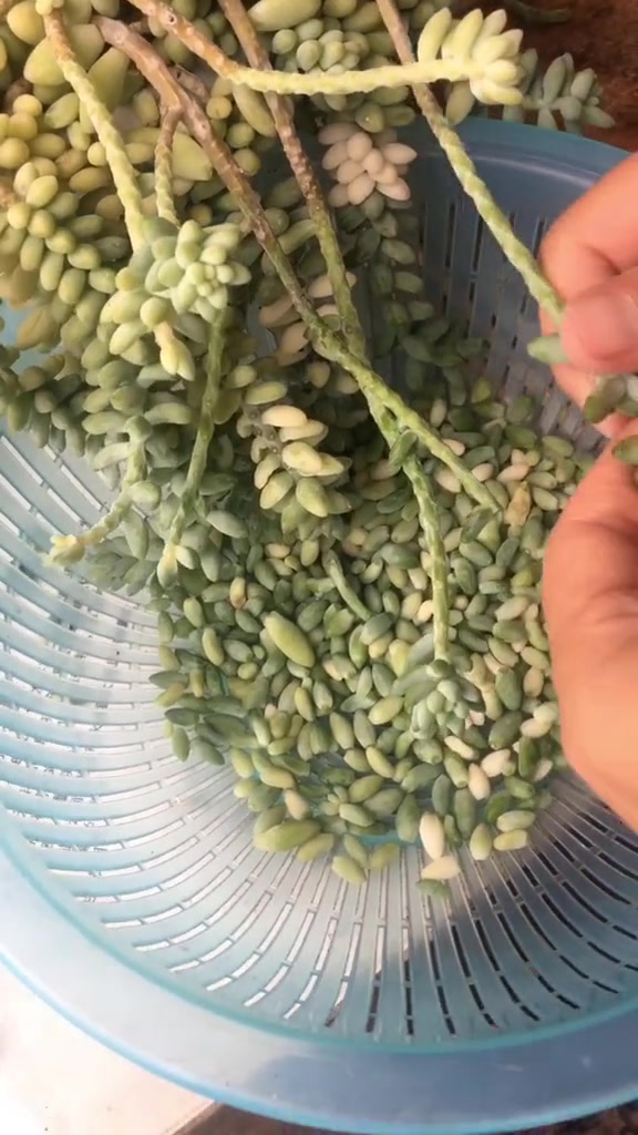 多肉植物,来来来,教你们爆炒玉缀,美餐一顿!