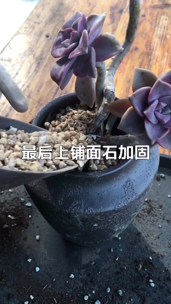 多肉养护,多肉悬崖老桩固定的两种方法!