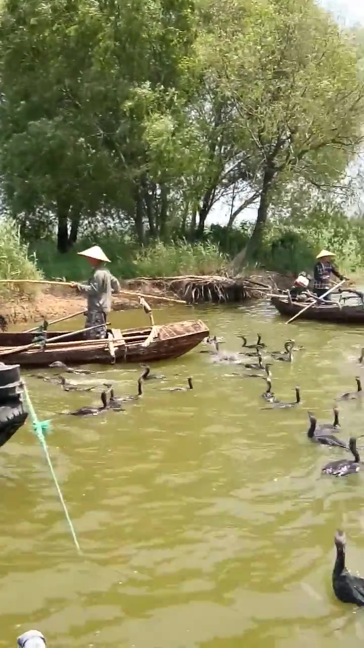 渔民现场直播鱼鹰捉鱼,这阵容真是大,一个下午又能挣不少钱
