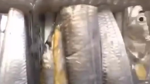 长不大的黄金带,海域独有的品种,也叫黄鳍带鱼,肉质鲜嫩,是带鱼中的精品,只生活在水质优良的