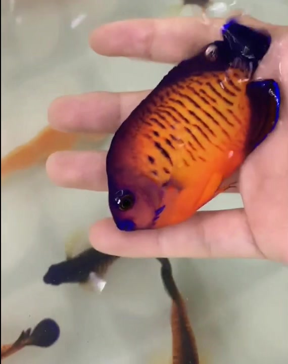 蓝闪电小型神仙鱼你见过吗?第一眼看上去,清蒸还是红烧?