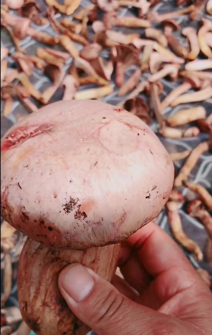 昨天捡到最好的菌子,这朵鸡血蘑,漂亮到爱不释手