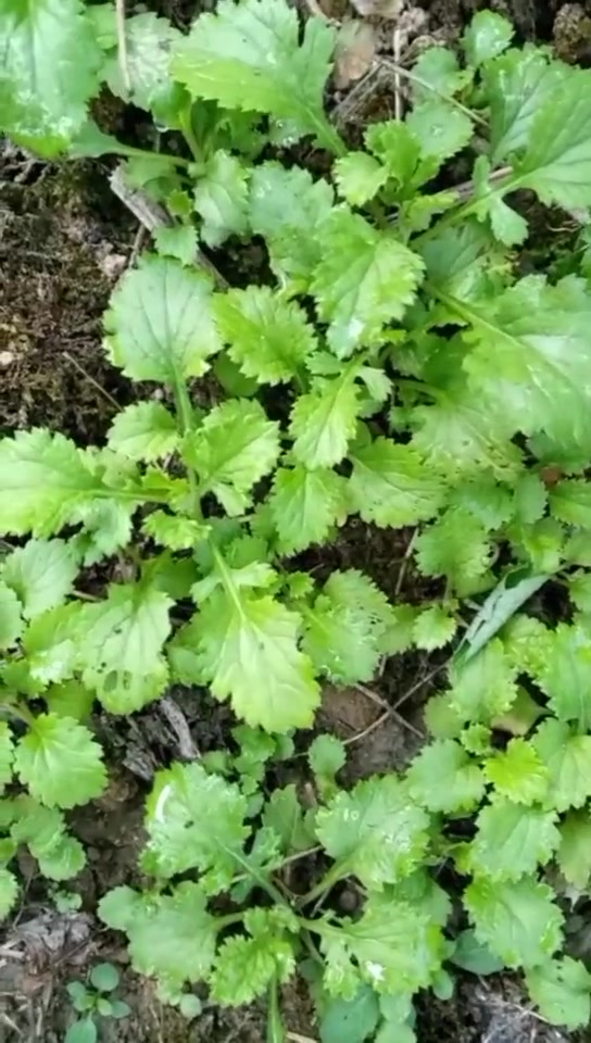 农村识物,这种叫鱼眼草的植物,你知道有什么功效吗