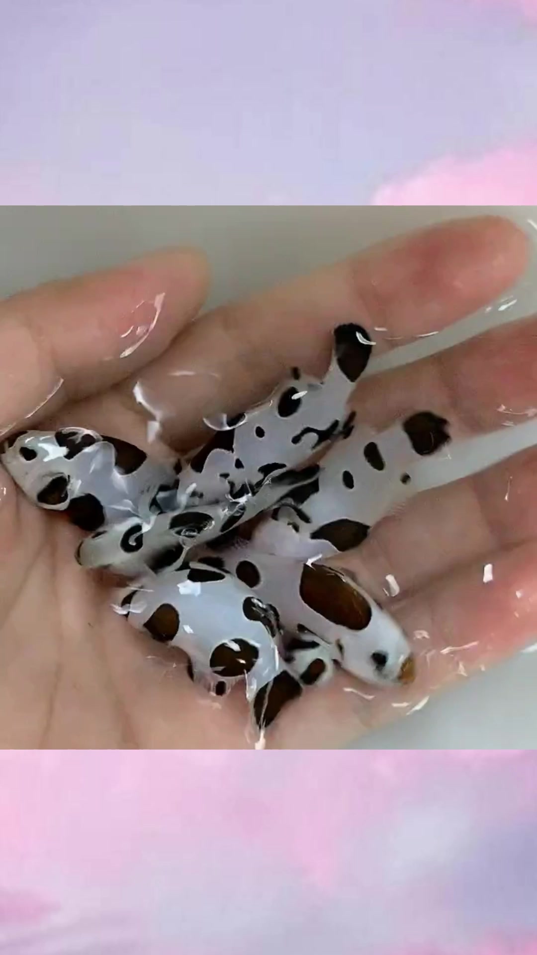 熊猫小丑鱼你见过吗,这种特殊品种的鱼还是头回见,真长见识