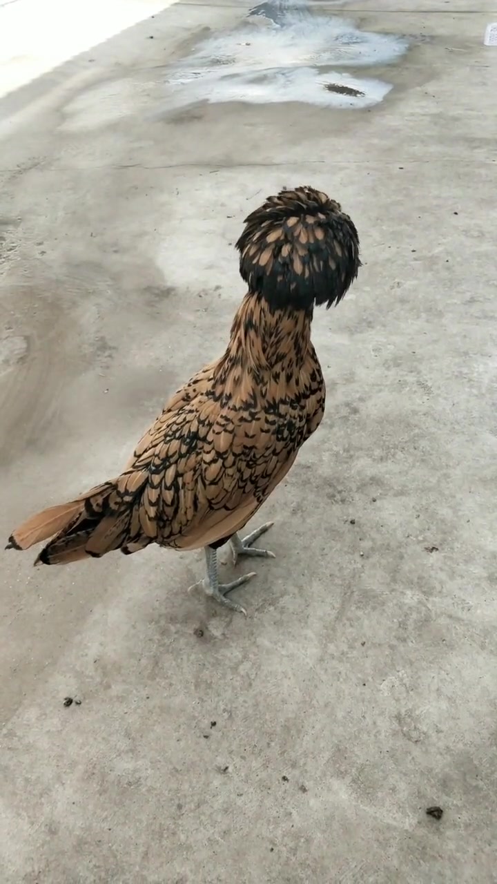 有谁认识这是什么鸡,这羽毛也太好看了,这是什么品种