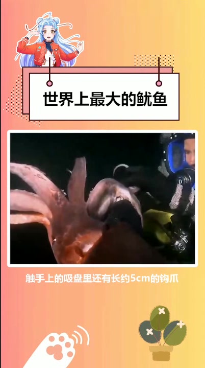 吓人,现实中的“海王类”,世界上最大的鱿鱼!