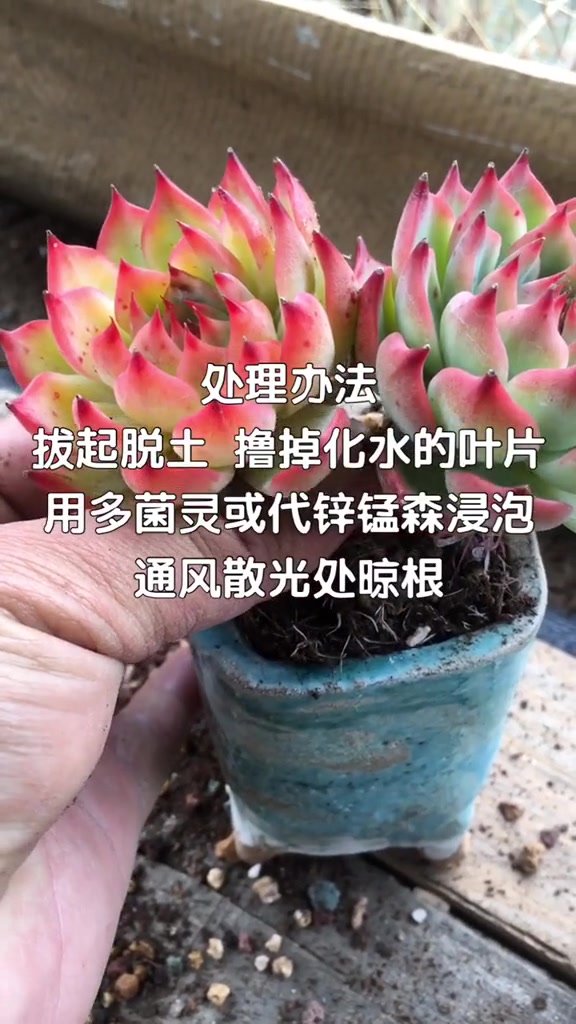 多肉养护,多肉化水怎么办,教你一招!