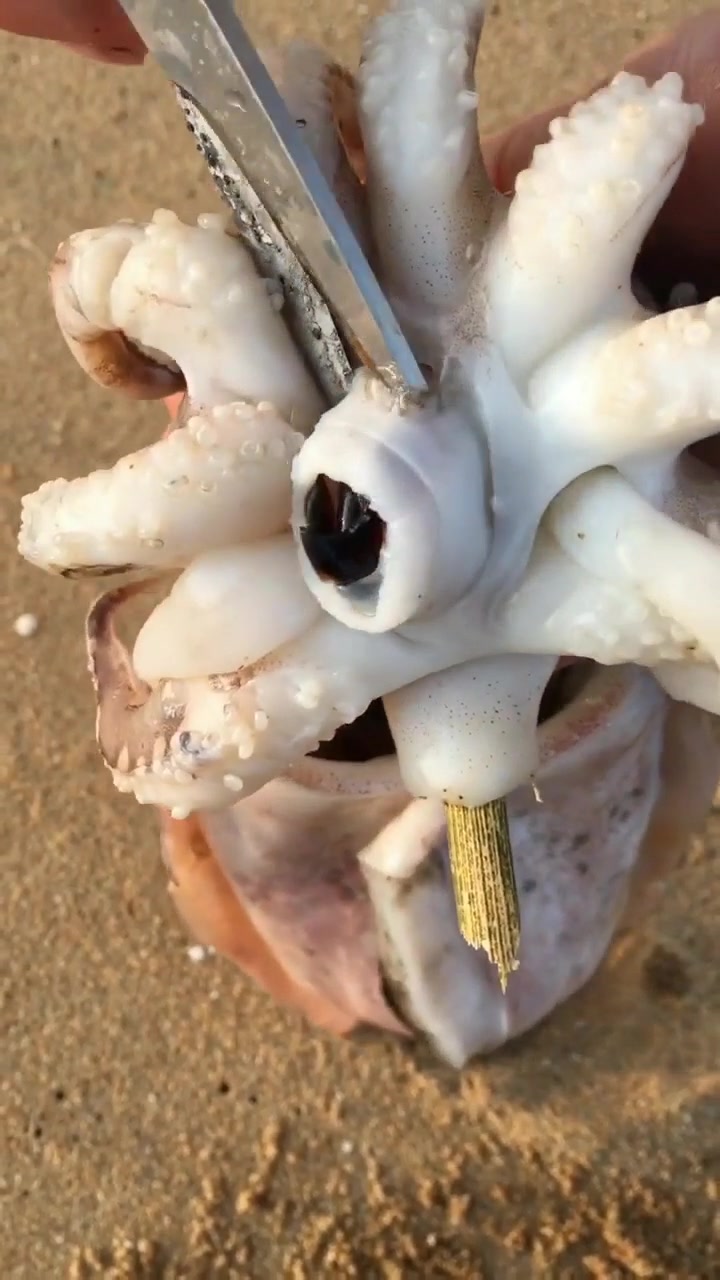 你们见过章鱼的牙齿吗?这个一定要去掉才可以吃