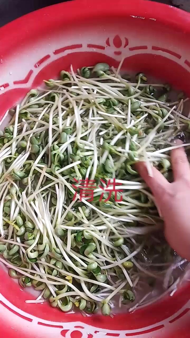 青豆芽不会吃?超简单的做法分享给你,美味!