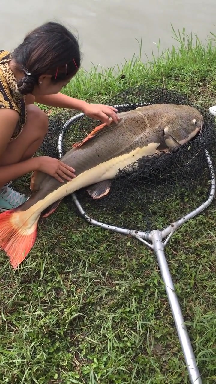 这条发财猫鱼,待遇真好,美女给按摩