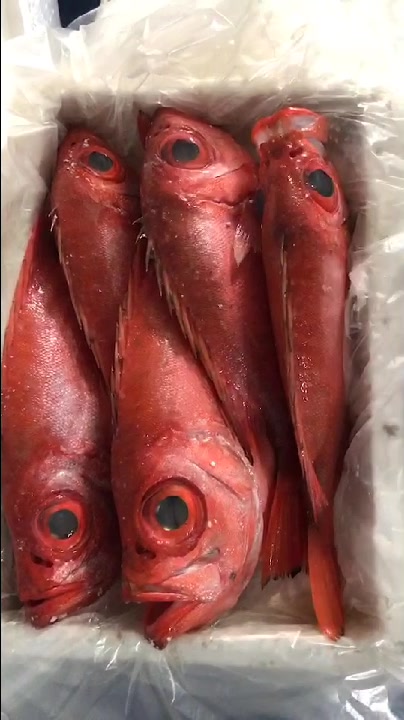 大眼鸡鱼-深海刺身鱼