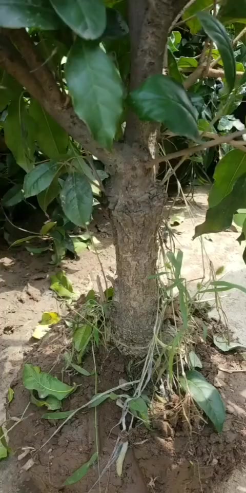 八月桂花香,正宗流苏嫁接金桂,花朵可以泡酒,糖培可包汤圆